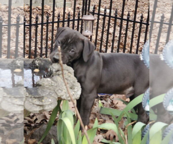 Medium Photo #2 Labrador Retriever-Staffordshire Bull Terrier Mix Puppy For Sale in Pottstown, PA, USA