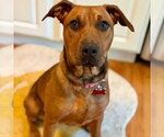 Small #4 Labrador Retriever Mix