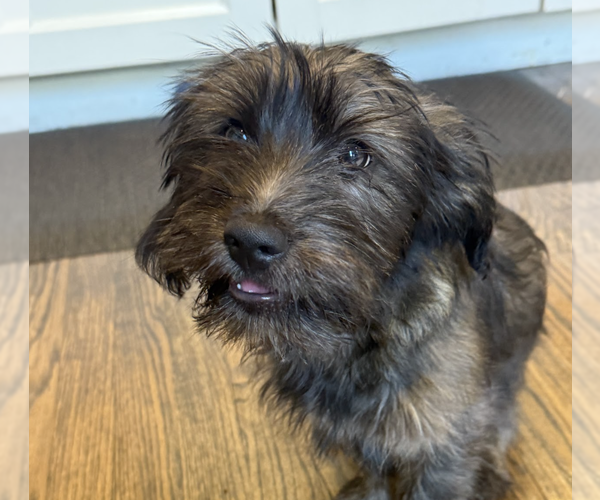 Medium Photo #2 Dachshund-Unknown Mix Puppy For Sale in Brooklyn, NY, USA