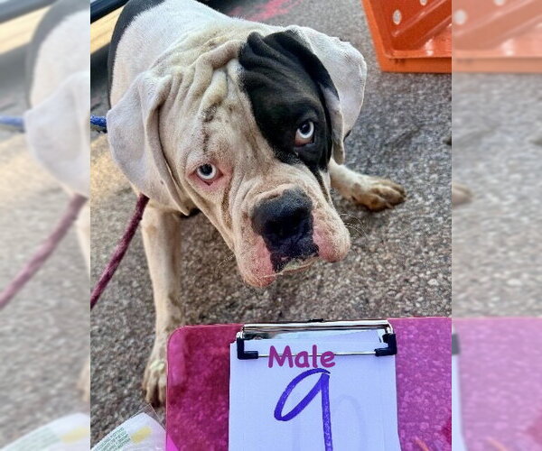 Medium Photo #1 Boxer Puppy For Sale in Dumont, NJ, USA