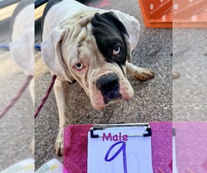 Boxer Dogs for adoption in Dumont, NJ, USA