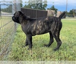 Small #2 Cane Corso