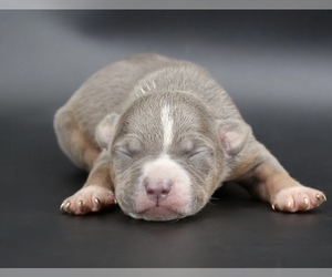 American Bully Puppy for sale in CHAMPAIGN, IL, USA