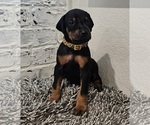 Small Photo #3 Doberman Pinscher Puppy For Sale in KEMPNER, TX, USA