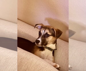 Booboo - Female Jack Russell Terrier Dog for Adoption - Photo #2