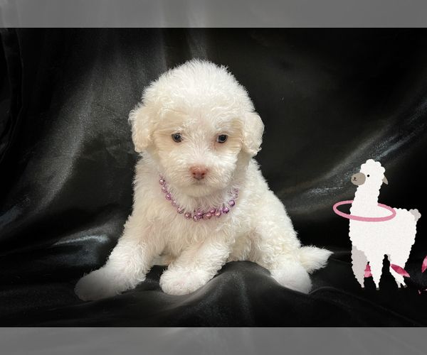 Medium Photo #1 Maltipoo Puppy For Sale in SAN FRANCISCO, CA, USA