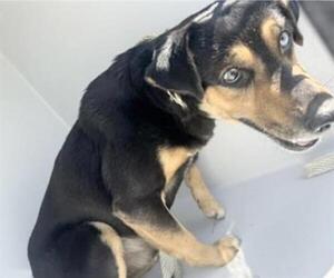 Labrador Retriever-Unknown Mix Dogs for adoption in Houston, TX, USA