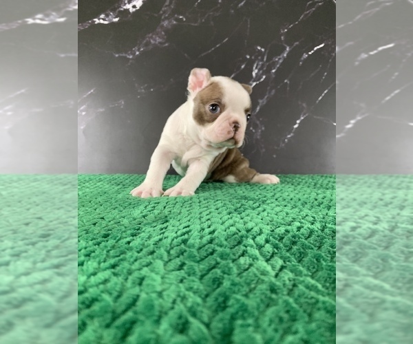 Medium Photo #10 Boston Terrier Puppy For Sale in TULARE, CA, USA