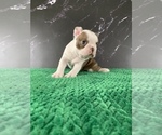 Small #8 Boston Terrier