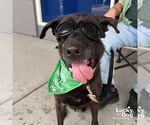 Small Photo #9 Labrador Retriever-Retriever  Mix Puppy For Sale in Washington, DC, USA
