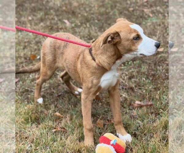 Medium Photo #2 Catahoula Leopard Dog-Labrador Retriever Mix Puppy For Sale in Yardley, PA, USA