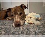 Small #13 American Pit Bull Terrier Mix