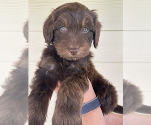 Aussiedoodle Puppy for Sale in DANDRIDGE, Tennessee USA