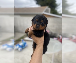 Rottweiler Puppy for sale in COLTON, CA, USA
