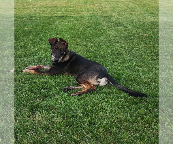 Medium Photo #7 Mutt Puppy For Sale in Fargo, ND, USA