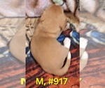 Litter of 7 - Male(s) and Female(s) Bagle HoundLitter of Puppies for Sale - Photo #13
