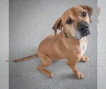 Small #7 Great Dane Mix