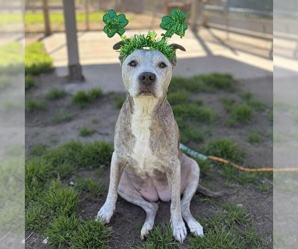 Medium Photo #1 Mutt Puppy For Sale in Modesto, CA, USA