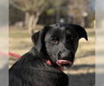 Small Labrador Retriever Mix