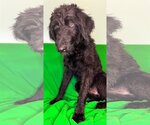 Small Photo #3 Labradoodle Puppy For Sale in Pacolet, SC, USA