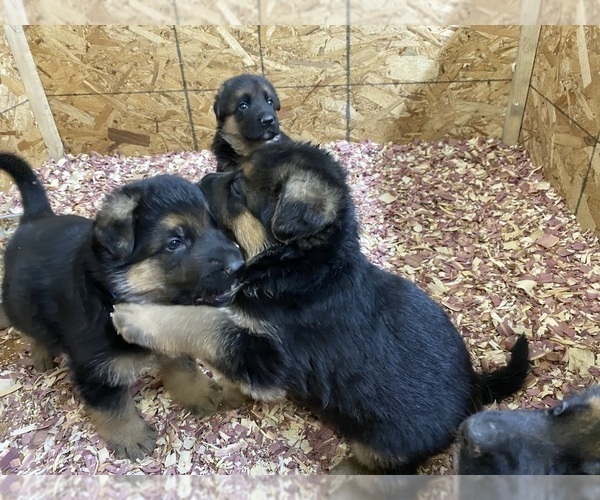Medium Photo #15 German Shepherd Dog Puppy For Sale in WESTBY, WI, USA