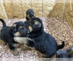 Small Photo #15 German Shepherd Dog Puppy For Sale in WESTBY, WI, USA