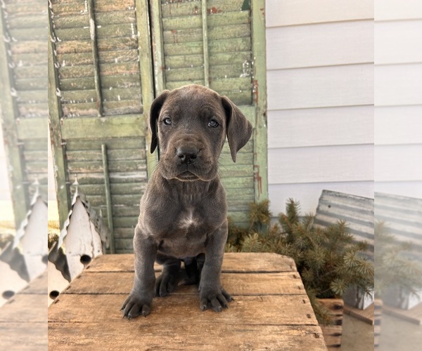 Medium Photo #3 Great Dane Puppy For Sale in MIDDLEBURY, IN, USA
