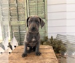 Small #2 Great Dane