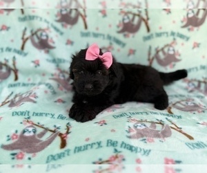 Aussiedoodle Miniature  Puppy for sale in LAKELAND, FL, USA