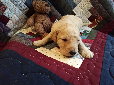 Medium Photo #5 Goldendoodle Puppy For Sale in PELHAM, NH, USA