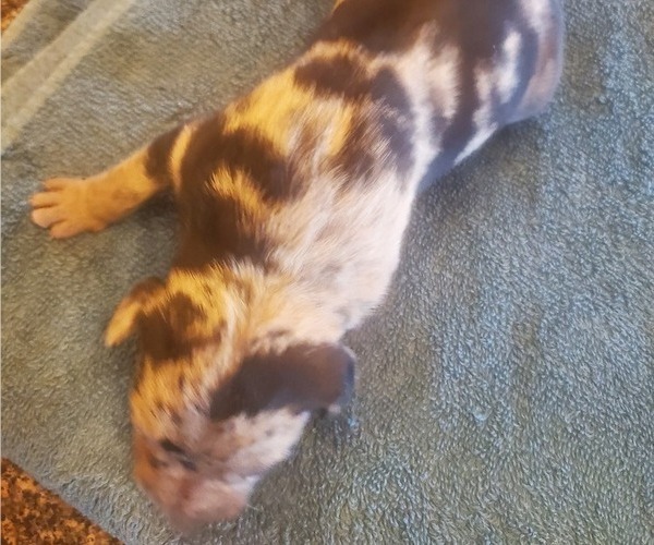 Medium Photo #1 Catahoula Leopard Dog Puppy For Sale in WADDY, KY, USA