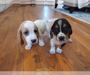 Basset Hound Puppy for sale in CANTON, GA, USA