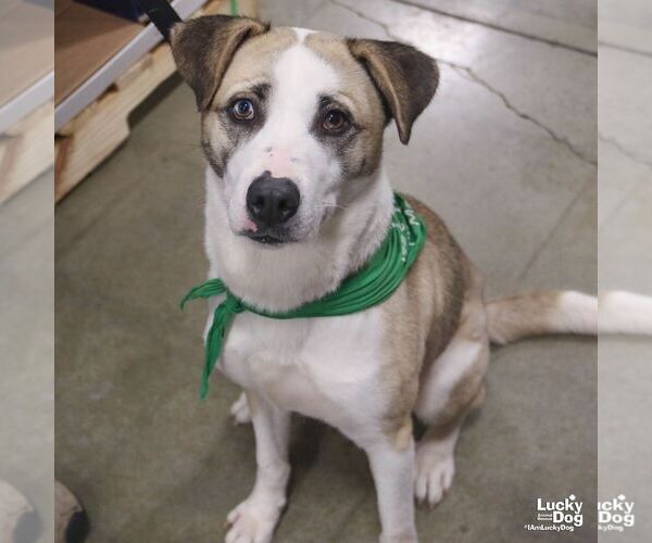 Medium Photo #4 Retriever -Unknown Mix Puppy For Sale in Washington, DC, USA