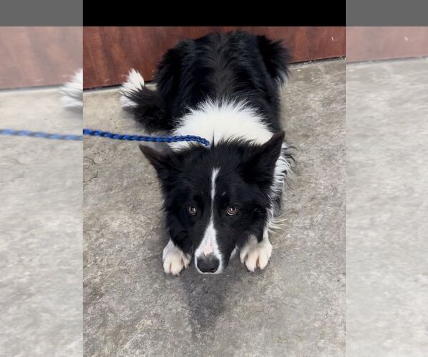 Medium Photo #5 Border Collie Puppy For Sale in Highland, IL, USA