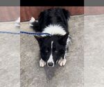 Small #4 Border Collie