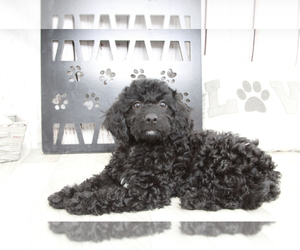 Goldendoodle (Miniature) Puppy for sale in MARIETTA, GA, USA