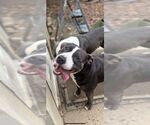 Small Photo #22 American Staffordshire Terrier Puppy For Sale in Calhoun, GA, USA