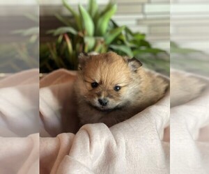 Pomeranian Puppy for sale in COTTONTOWN, TN, USA