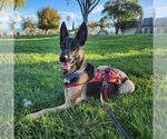 Small #11 German Shepherd Dog Mix