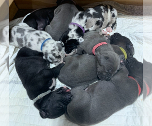 Great Dane Litter for sale in JASPER, MO, USA