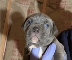 Small American Bully