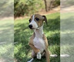 Small Photo #16 Italian Greyhound Puppy For Sale in SAINT GEORGE, UT, USA