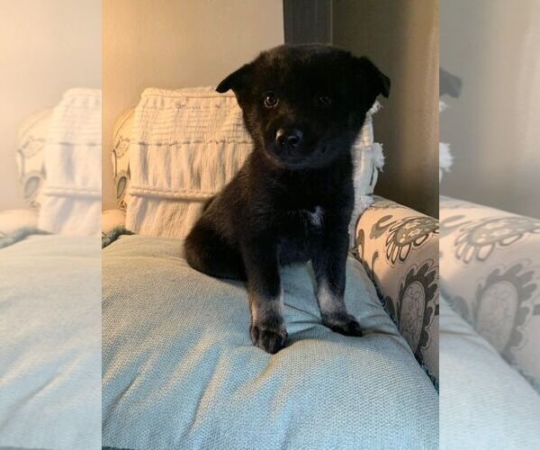 Medium Photo #4 Pomsky Puppy For Sale in OAK HARBOR, WA, USA