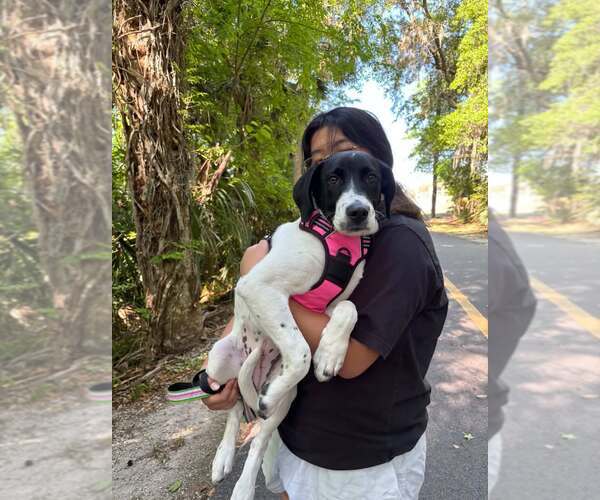 Medium Photo #8 Mutt Puppy For Sale in Sanford, FL, USA