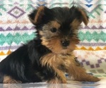 Small Photo #4 Australian Yorkshire Terrier Puppy For Sale in CLAY, PA, USA