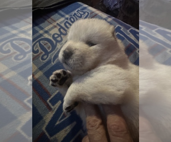 Medium Photo #19 Chow Chow Puppy For Sale in FONTANA, CA, USA