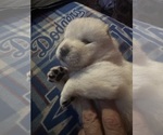 Small Photo #19 Chow Chow Puppy For Sale in FONTANA, CA, USA