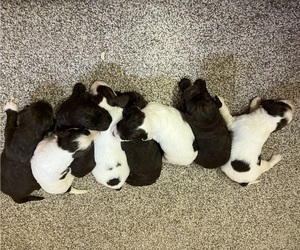 English Setterdoodle Puppy for sale in CHETEK, WI, USA