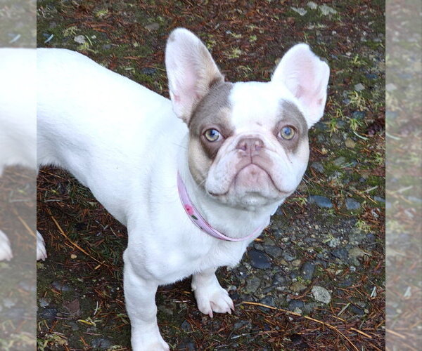 Medium Photo #1 French Bulldog Puppy For Sale in Olalla, WA, USA