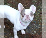Small French Bulldog
